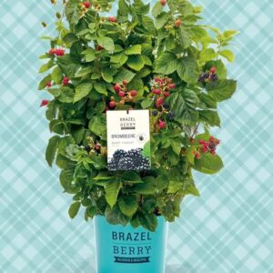 Zarzamora Brazelberry Baby Cake ®